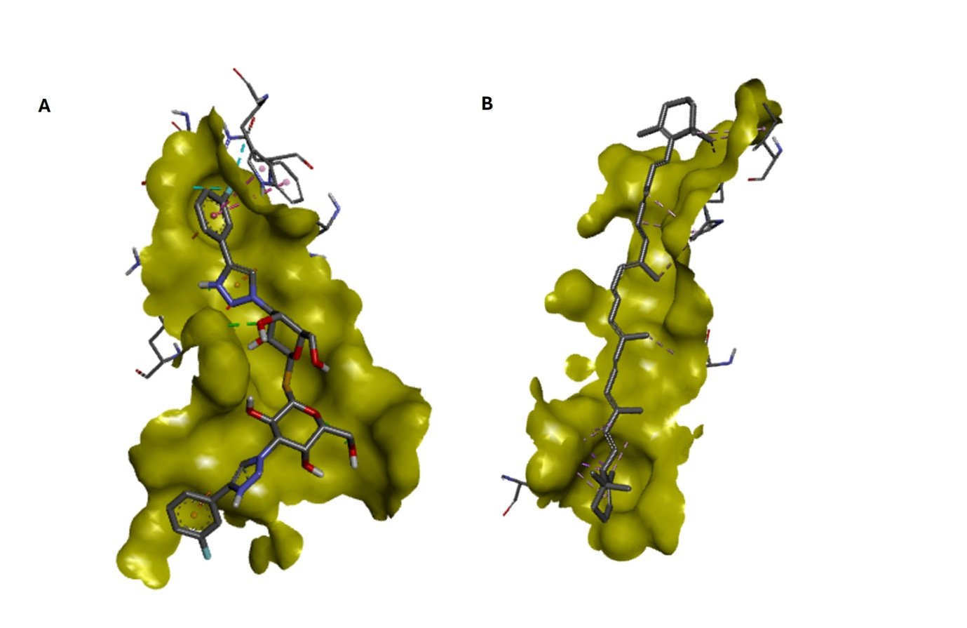 Figure 1. Top-ranked docked poses on the galectin-3 surface. (A) Olitigaltin, occupying the carbohydrate-recognition groove. (B) α-Carotene, extended along an adjacent hydrophobic surface. Both poses were obtained with an identical whole-protein sear